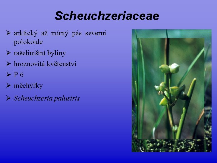 Scheuchzeriaceae Ø arktický až mírný pás severní polokoule Ø Ø rašeliništní byliny hroznovitá květenství