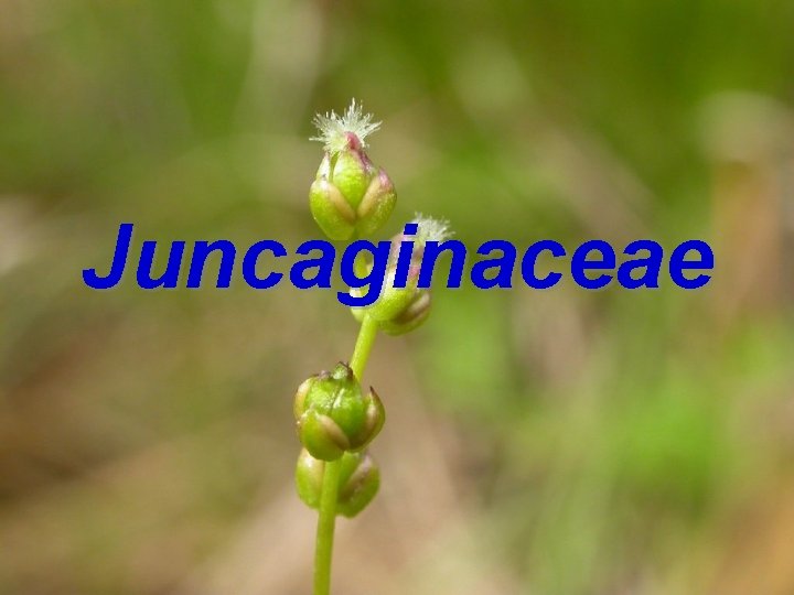 Juncaginaceae 