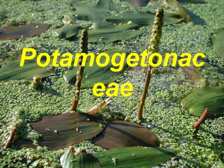 Potamogetonac eae 