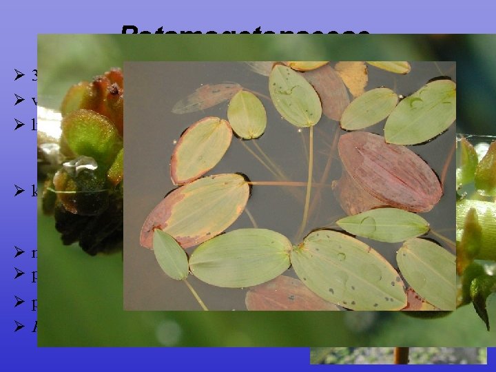 Potamogetonaceae Ø 3/90; ± kosmopolitní Ø vodní byliny – sladké a brakické vody Ø