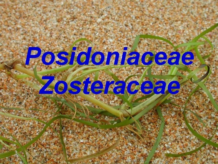 Posidoniaceae Zosteraceae 
