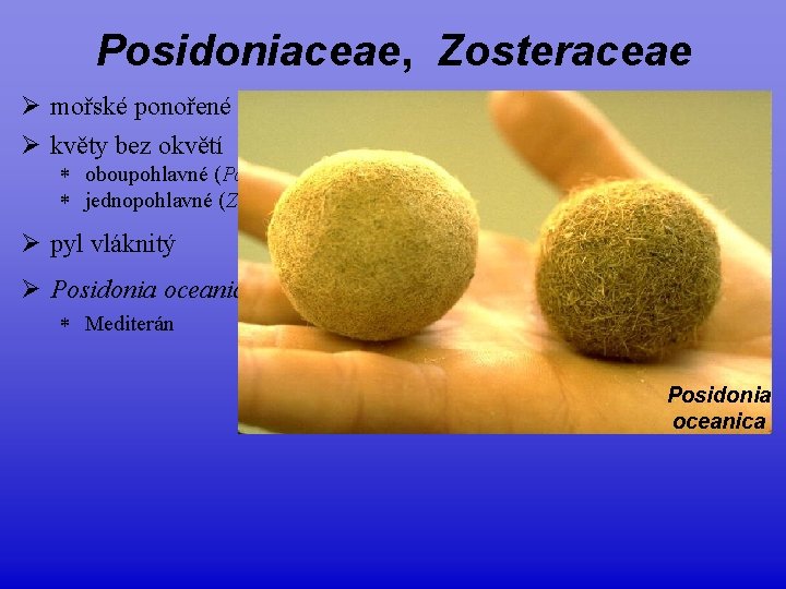 Posidoniaceae, Zosteraceae Ø mořské ponořené rostliny Ø květy bez okvětí * oboupohlavné (Posidoniaceae) *