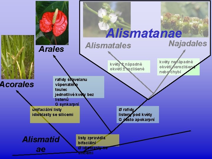 Alismatanae Arales Alismatales květy ± nápadné okvětí ± rozlišené rafidy šťavelanu vápenatého toulec jednotlivé