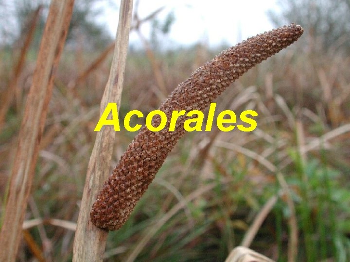 Acorales 