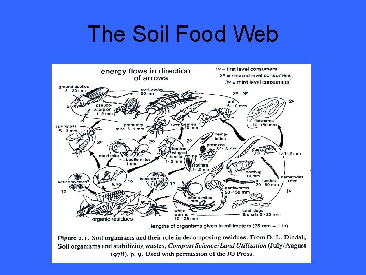 The Soil Food Web 