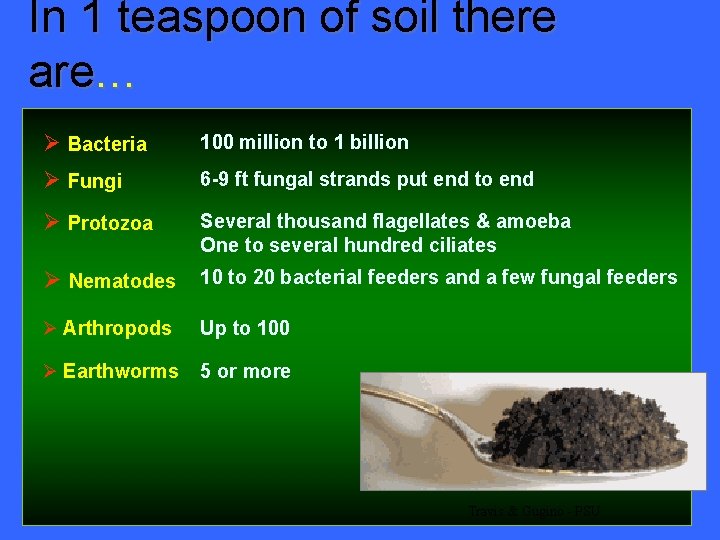 In 1 teaspoon of soil there are… Ø Bacteria 100 million to 1 billion
