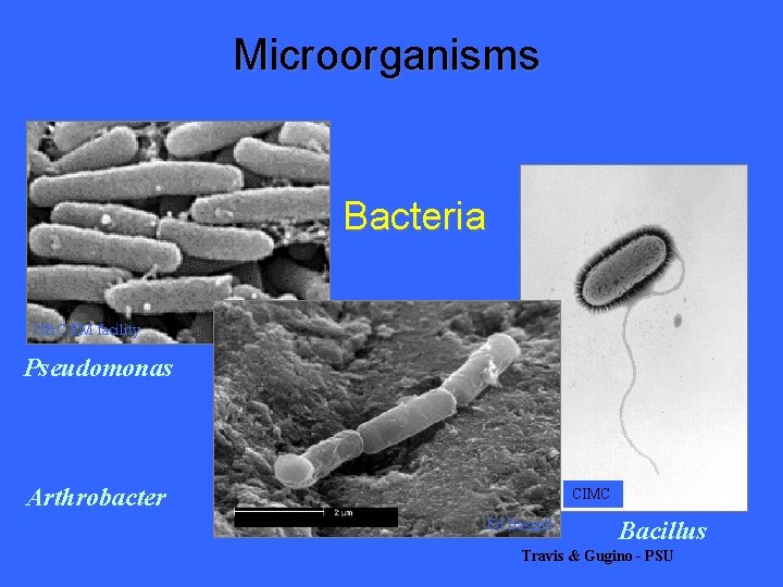 Microorganisms Bacteria UBC EM facility Pseudomonas Arthrobacter CIMC Ed Basgall Bacillus Travis & Gugino