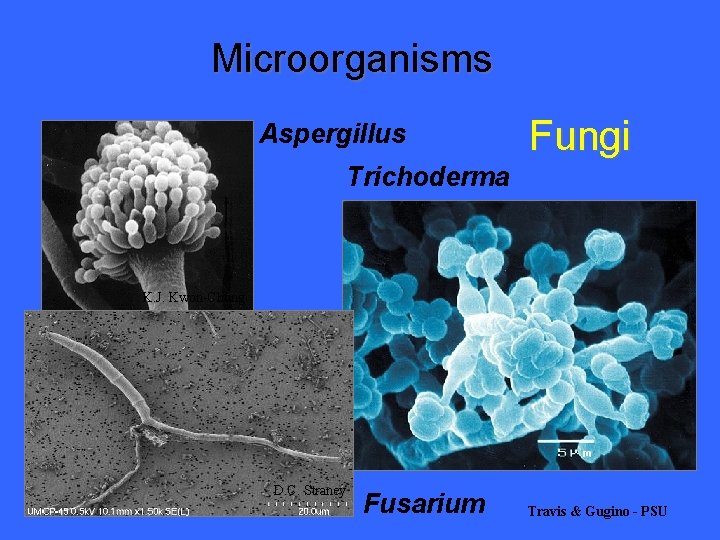 Microorganisms Aspergillus Fungi Trichoderma K. J. Kwon-Chung PSU Em facility D. C. Straney Fusarium