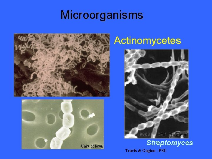 Microorganisms Actinomycetes SSSA Paul R. August Univ of Iowa Streptomyces Travis & Gugino -