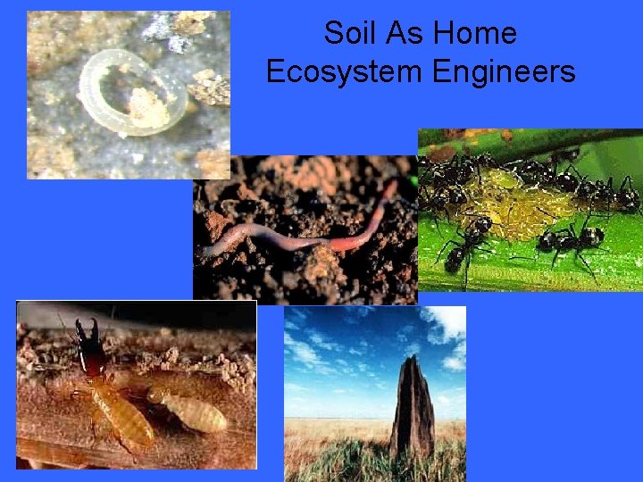 Soil As Home Ecosystem Engineers 