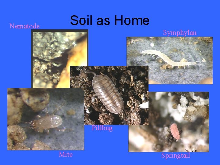 Nematode Soil as Home Symphylan Pillbug Mite Springtail 