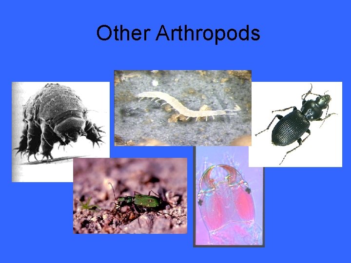 Other Arthropods 