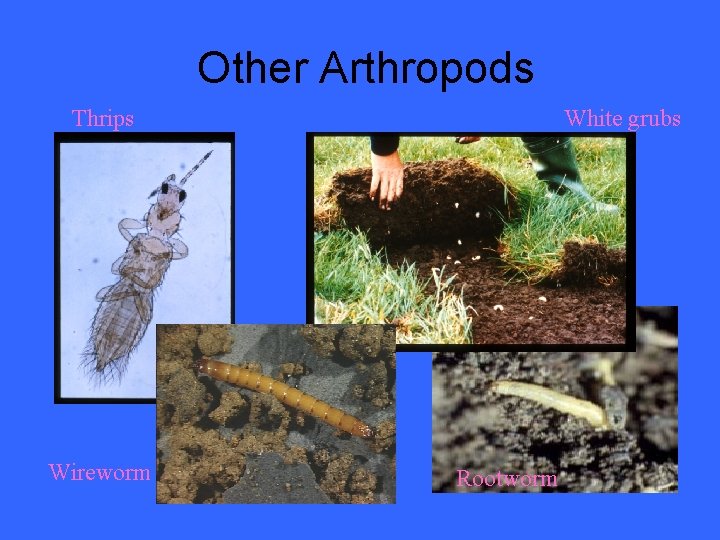 Other Arthropods Thrips Wireworm White grubs Rootworm 