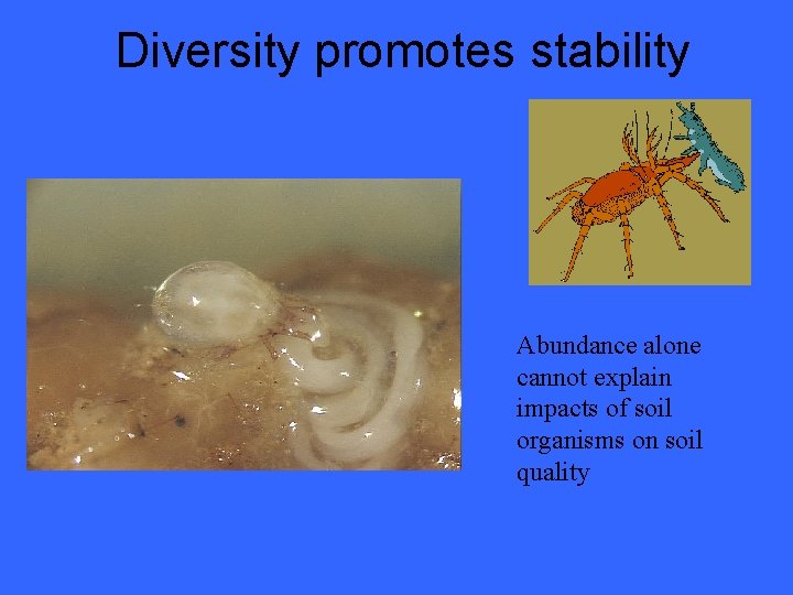 Diversity promotes stability Abundance alone cannot explain impacts of soil organisms on soil quality