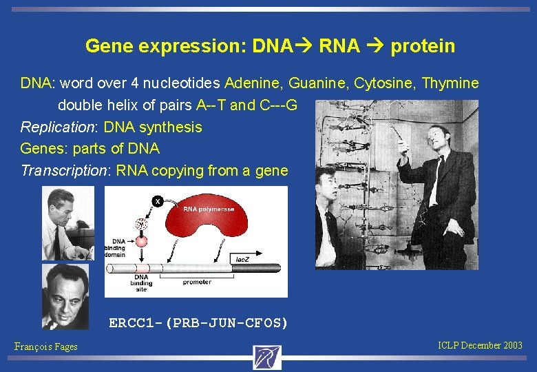 Gene expression: DNA RNA protein DNA: word over 4 nucleotides Adenine, Guanine, Cytosine, Thymine