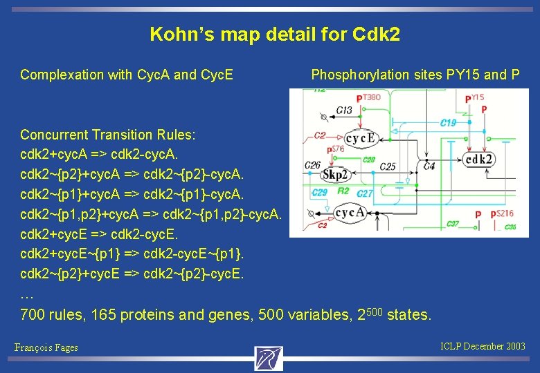 Kohn’s map detail for Cdk 2 Complexation with Cyc. A and Cyc. E Phosphorylation