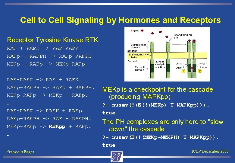 Cell to Cell Signaling by Hormones and Receptors Receptor Tyrosine Kinase RTK RAF +