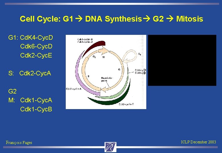 Cell Cycle: G 1 DNA Synthesis G 2 Mitosis G 1: Cd. K 4