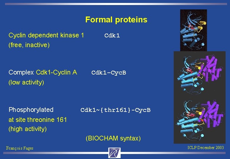 Formal proteins Cyclin dependent kinase 1 Cdk 1 (free, inactive) Complex Cdk 1 -Cyclin