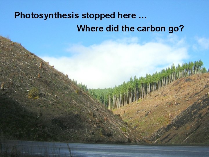 Photosynthesis stopped here … Where did the carbon go? 