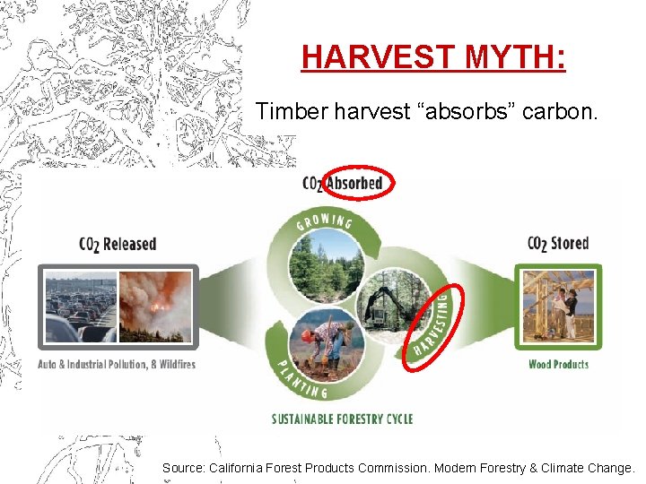 HARVEST MYTH: Timber harvest “absorbs” carbon. Source: California Forest Products Commission. Modern Forestry &