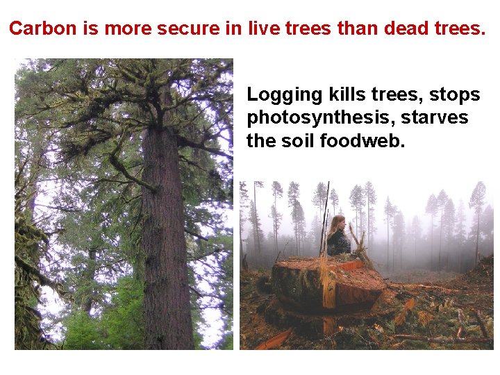 Carbon is more secure in live trees than dead trees. Logging kills trees, stops