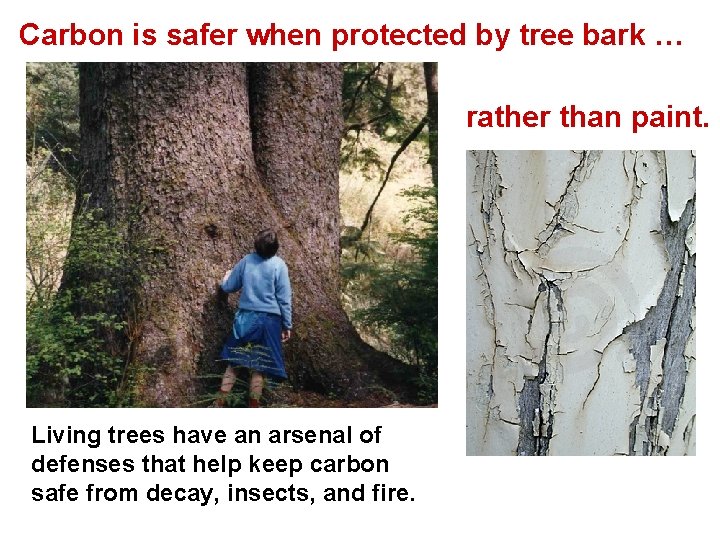 Carbon is safer when protected by tree bark … rather than paint. Living trees