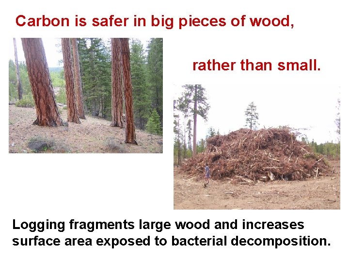 Carbon is safer in big pieces of wood, rather than small. Logging fragments large