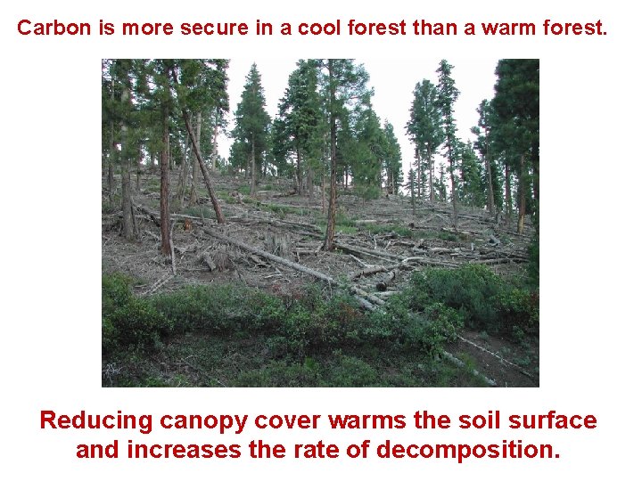 Carbon is more secure in a cool forest than a warm forest. Reducing canopy