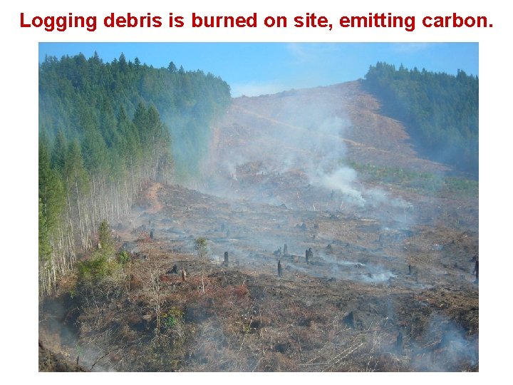 Logging debris is burned on site, emitting carbon. 