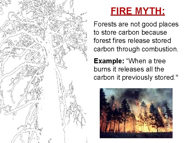 FIRE MYTH: Forests are not good places to store carbon because forest fires release