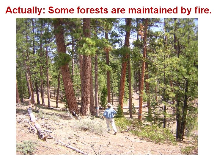 Actually: Some forests are maintained by fire. 