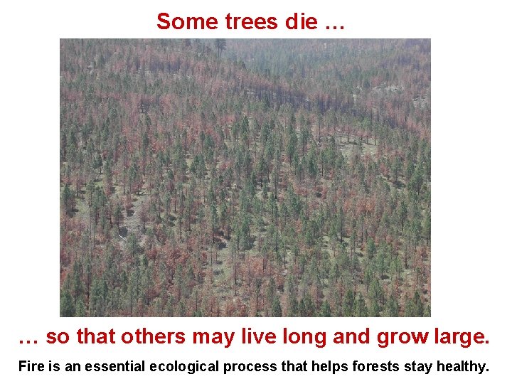 Some trees die … … so that others may live long and grow large.