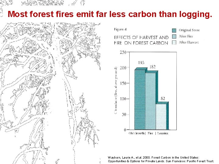 Most forest fires emit far less carbon than logging. Wayburn, Laurie A. , et