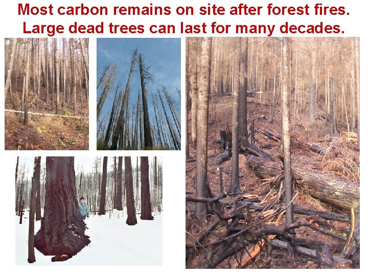 Most carbon remains on site after forest fires. Large dead trees can last for