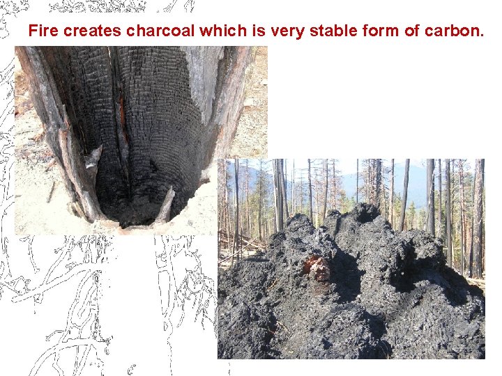 Fire creates charcoal which is very stable form of carbon. 