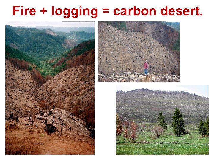 Fire + logging = carbon desert. 