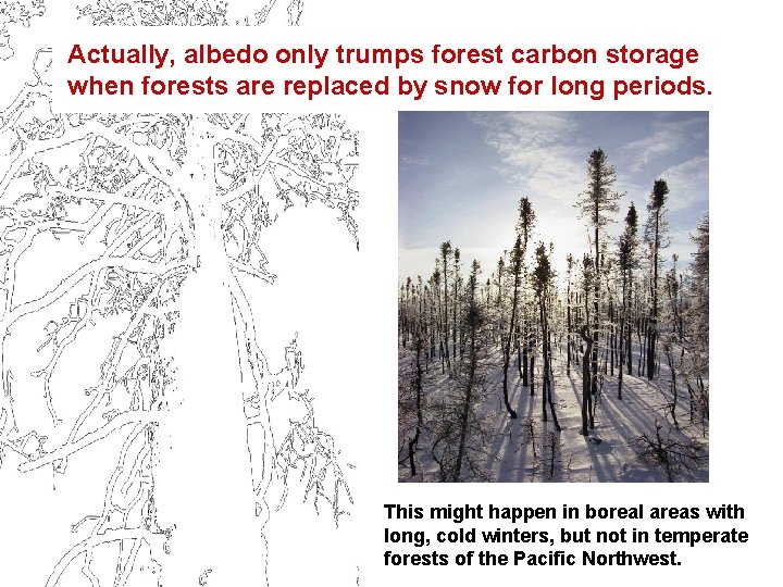 Actually, albedo only trumps forest carbon storage when forests are replaced by snow for