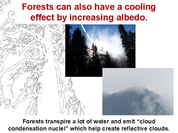 Forests can also have a cooling effect by increasing albedo. Forests transpire a lot