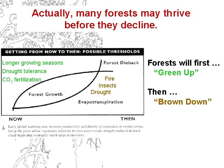 Actually, many forests may thrive before they decline. Longer growing seasons Drought tolerance CO