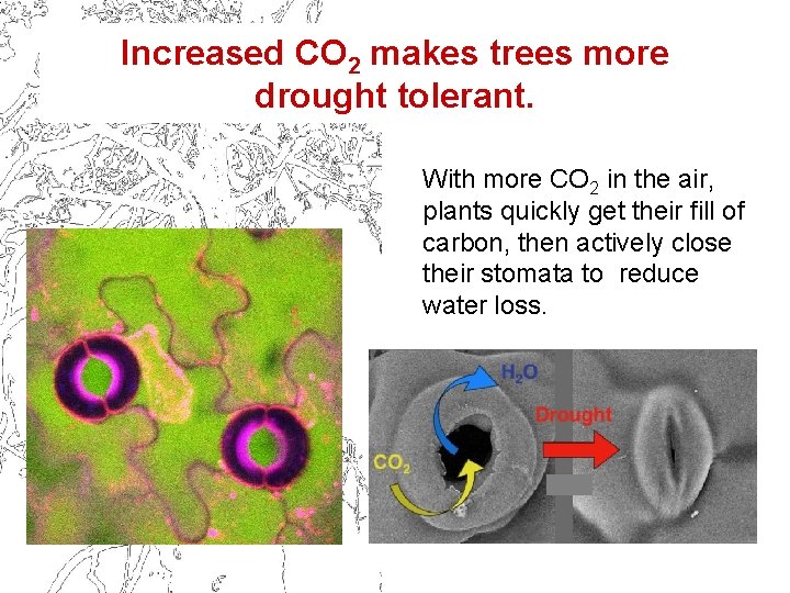 Increased CO 2 makes trees more drought tolerant. With more CO 2 in the