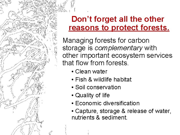 Don’t forget all the other reasons to protect forests. Managing forests for carbon storage