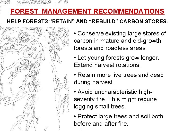 FOREST MANAGEMENT RECOMMENDATIONS HELP FORESTS “RETAIN” AND “REBUILD” CARBON STORES. • Conserve existing large