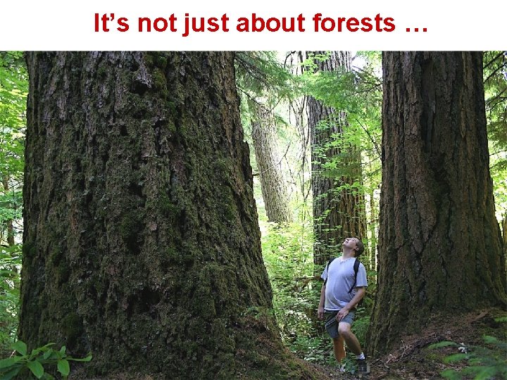 It’s not just about forests … 