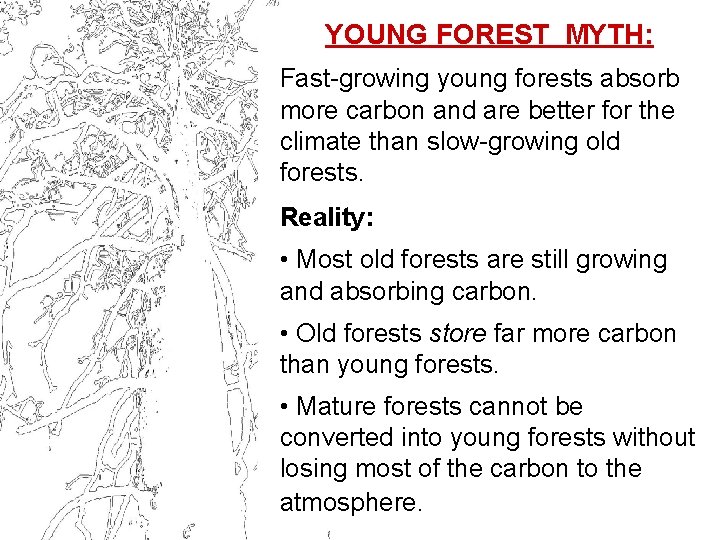 YOUNG FOREST MYTH: Fast-growing young forests absorb more carbon and are better for the