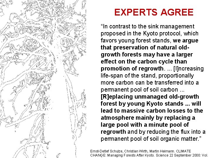 EXPERTS AGREE “In contrast to the sink management proposed in the Kyoto protocol, which