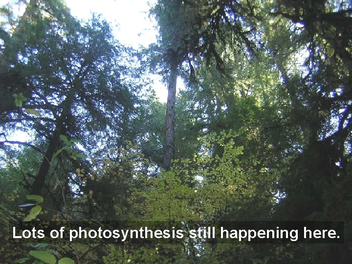 Lots of photosynthesis still happening here. 