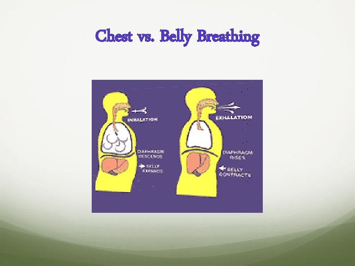 Chest vs. Belly Breathing 