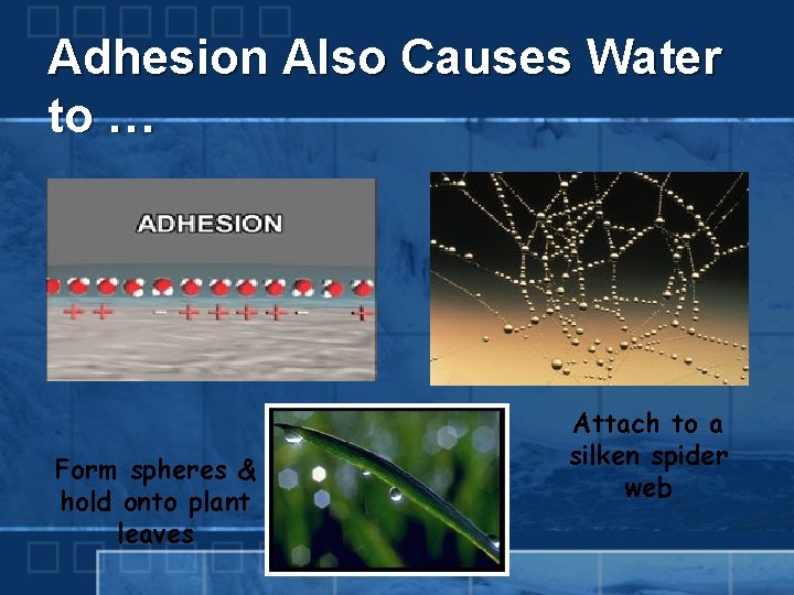 Adhesion Also Causes Water to … Form spheres & hold onto plant leaves Attach