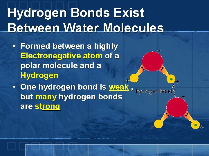 Hydrogen Bonds Exist Between Water Molecules • Formed between a highly Electronegative atom of